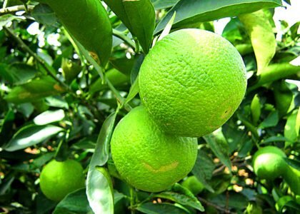 Sweet Lime Health Benefits