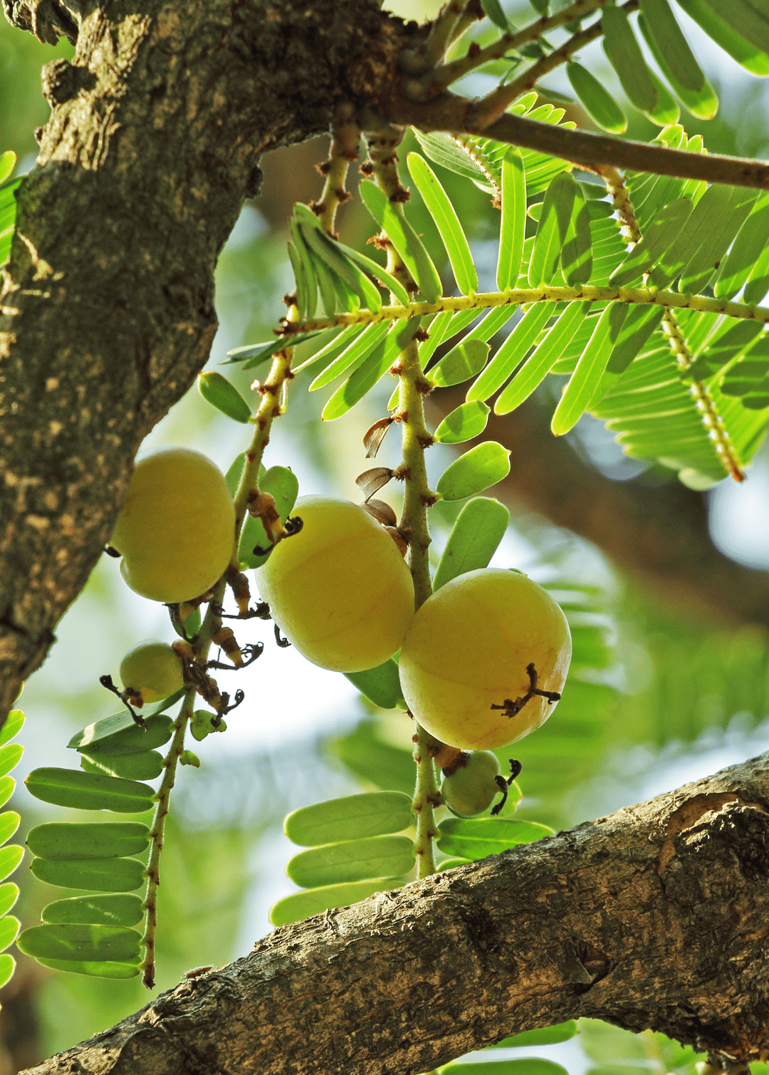 Amla health benefits