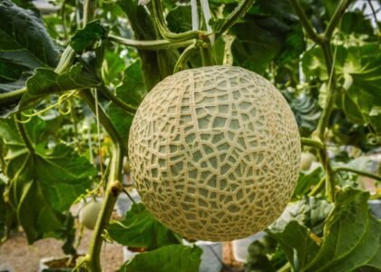 Muskmelon Health Benefits