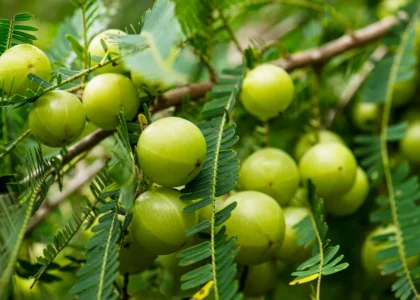 Amla health benefits