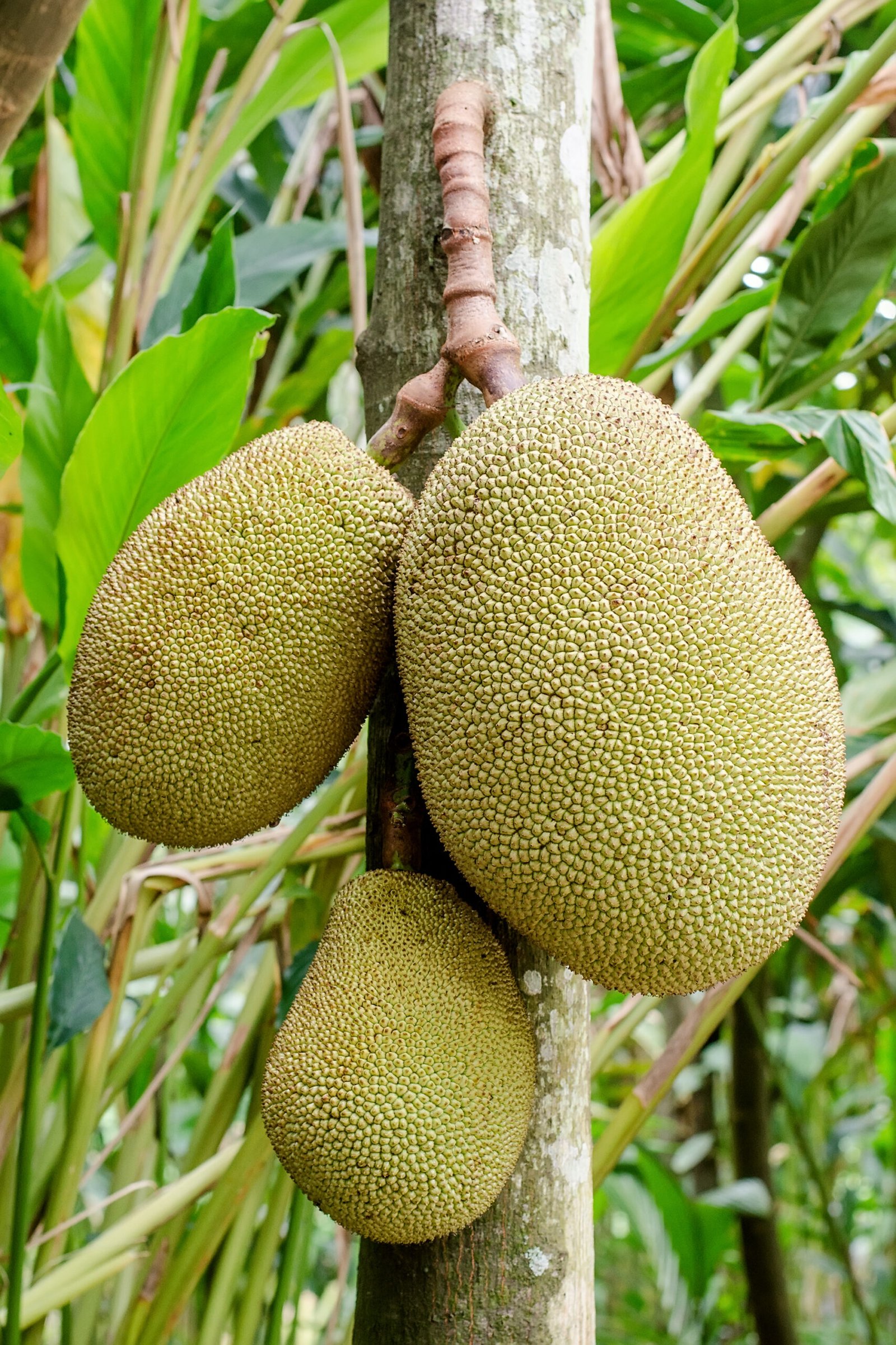 Jackfruit Health Benefits