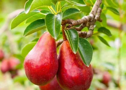pear health benefits