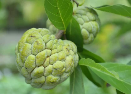 Custard Apple Health Benefits