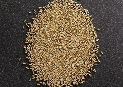 Omega 6 Rich Seeds