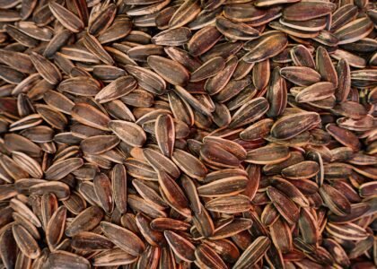 organic sunflower seeds