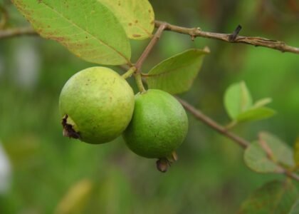 guava health benefits