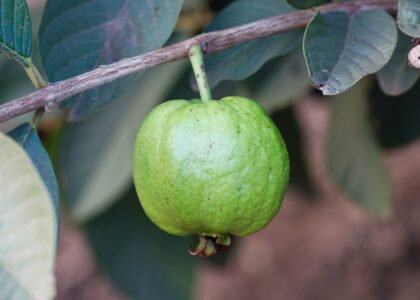 guava health benefits