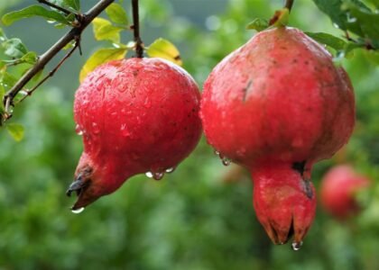 pomegranate health benefits