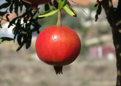 pomegranate health benefits