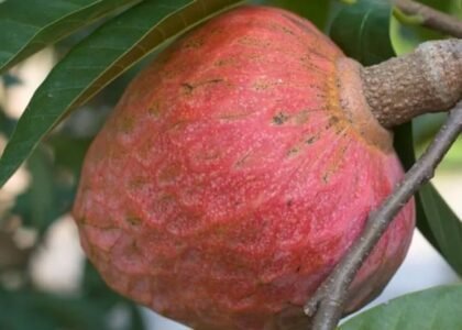 Custard Apple Health Benefits