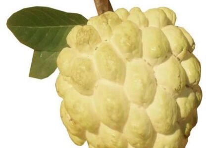 Custard Apple Health Benefits
