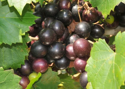 grapes health benefits