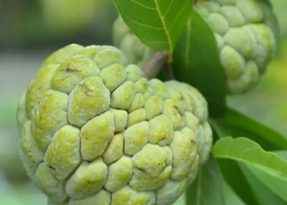 Custard Apple Health Benefits