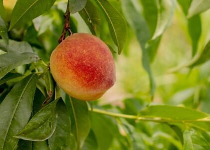 peach health benefits