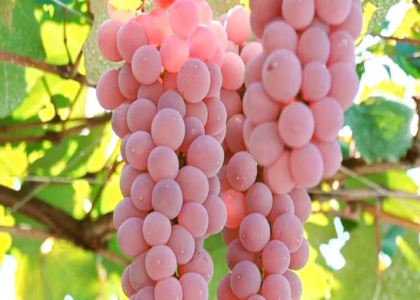 grapes health benefits