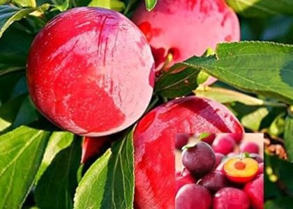 plum health benefits