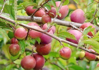 plum health benefits