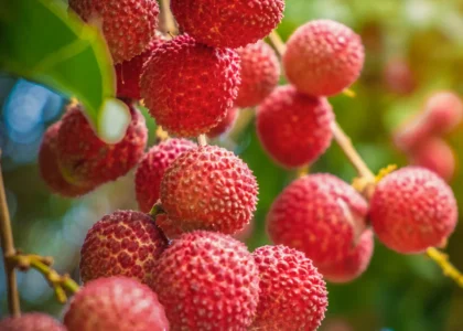 Lychee Health Benefits