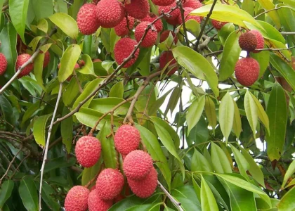 Lychee Health Benefits
