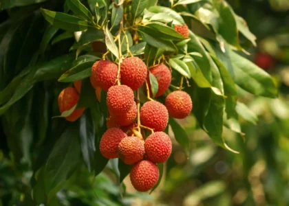 Lychee Health Benefits