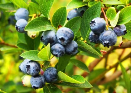 blueberry health benefits
