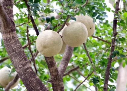 Bael health benefits