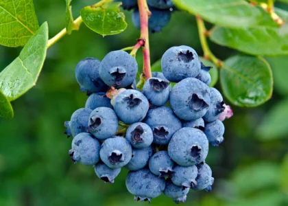 blueberry health benefits