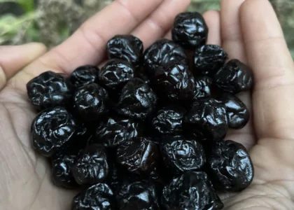 blueberry health benefits