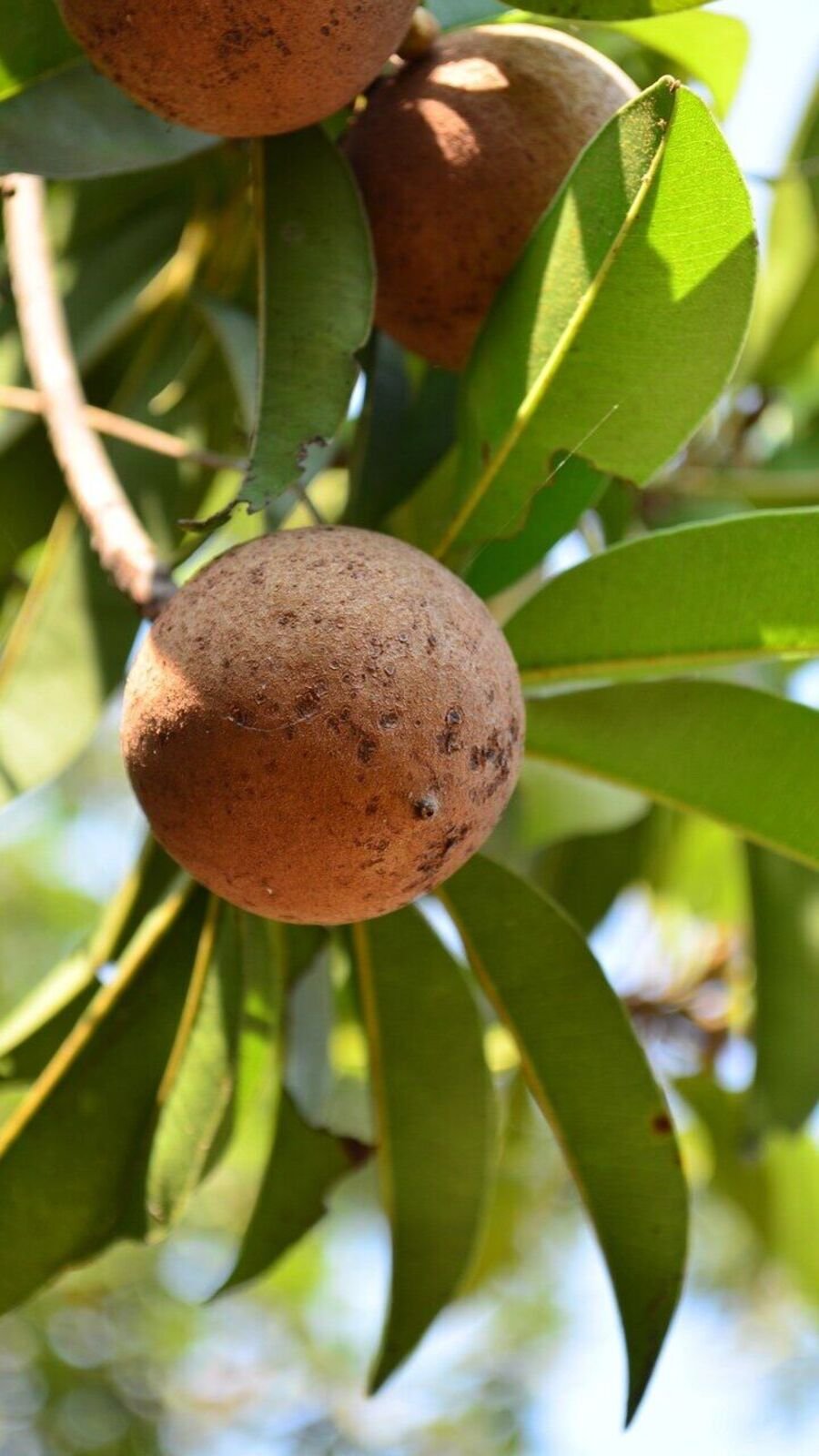 Sapota health benefits