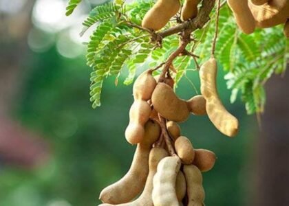 tamarind fruit benefits