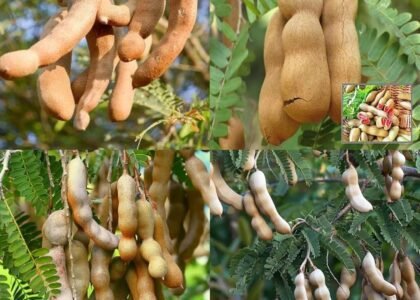 tamarind fruit benefits