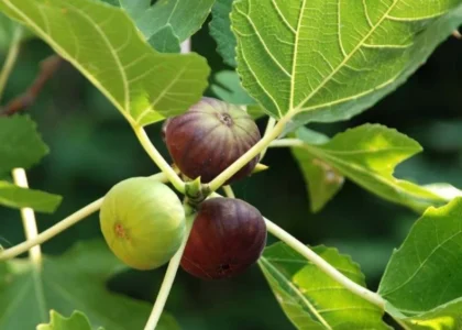 fig health benefits