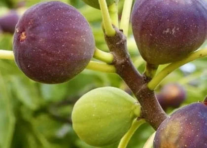 fig health benefits