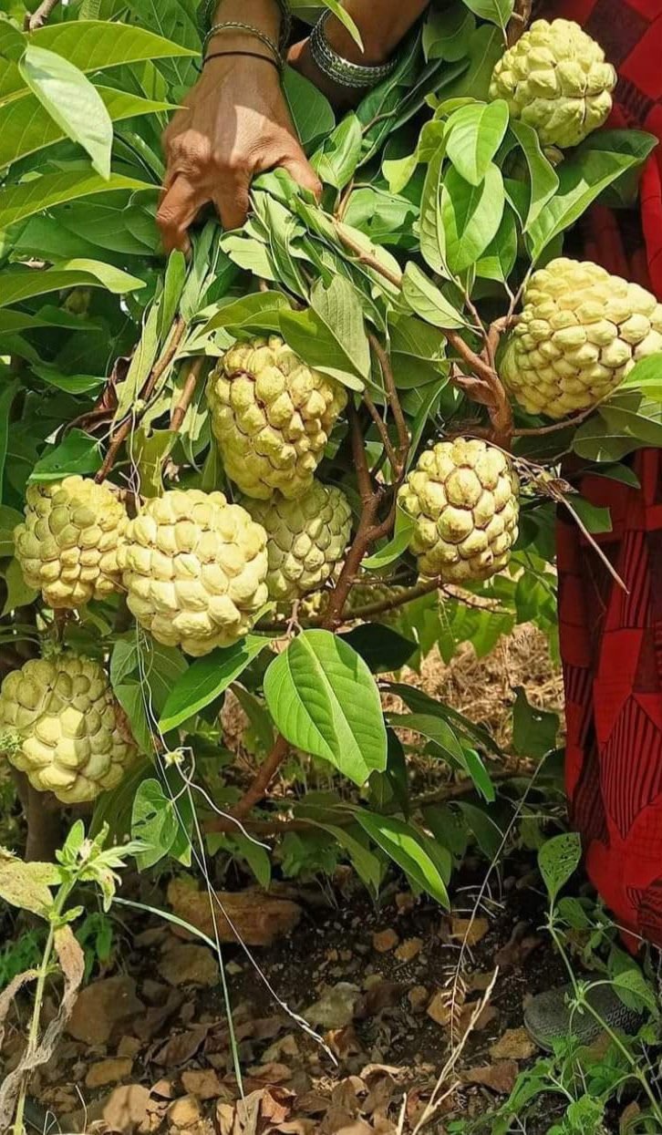 Custard Apple Health Benefits