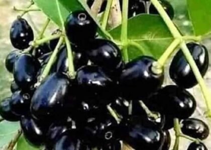 Jamun health benefits