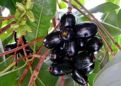 Jamun health benefits