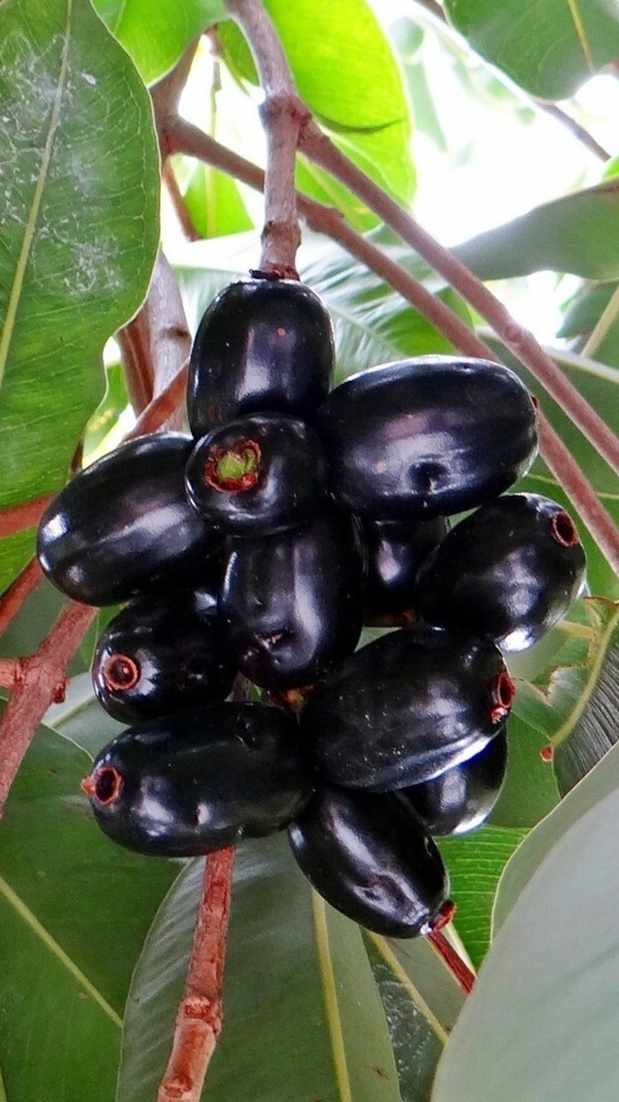 Jamun health benefits