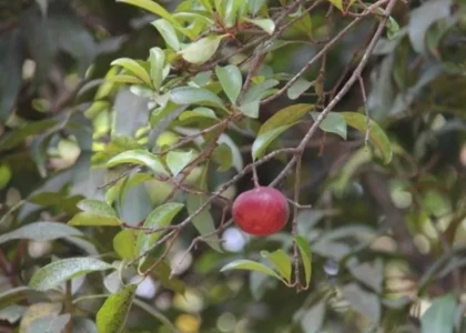 Kokum Health Benefits