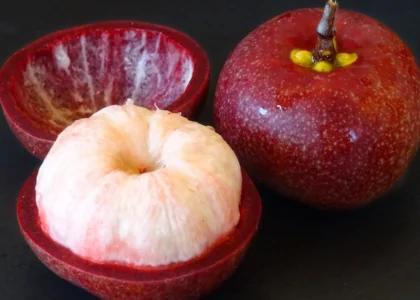 Kokum Health Benefits