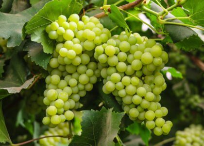 grapes health benefits
