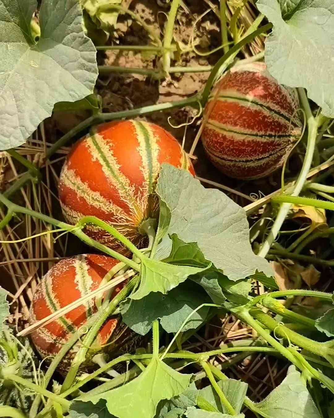 Muskmelon Health Benefits