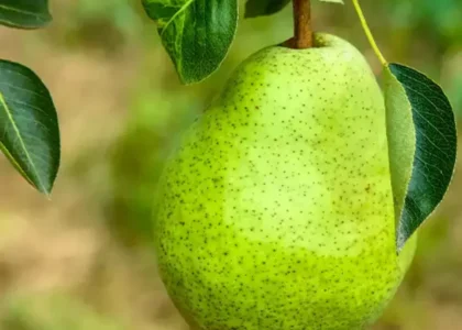 pear health benefits