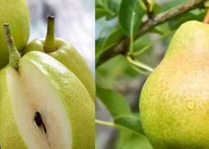 pear health benefits