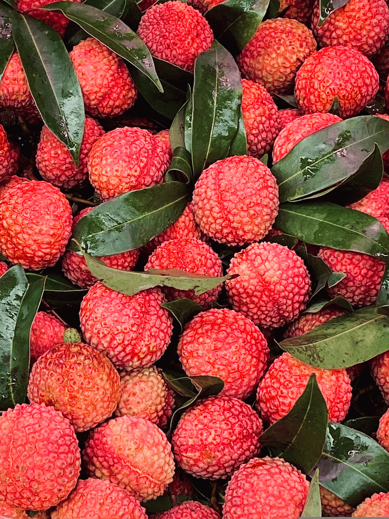 Lychee Health Benefits