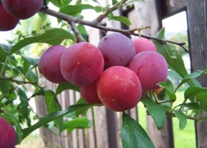 plum health benefits