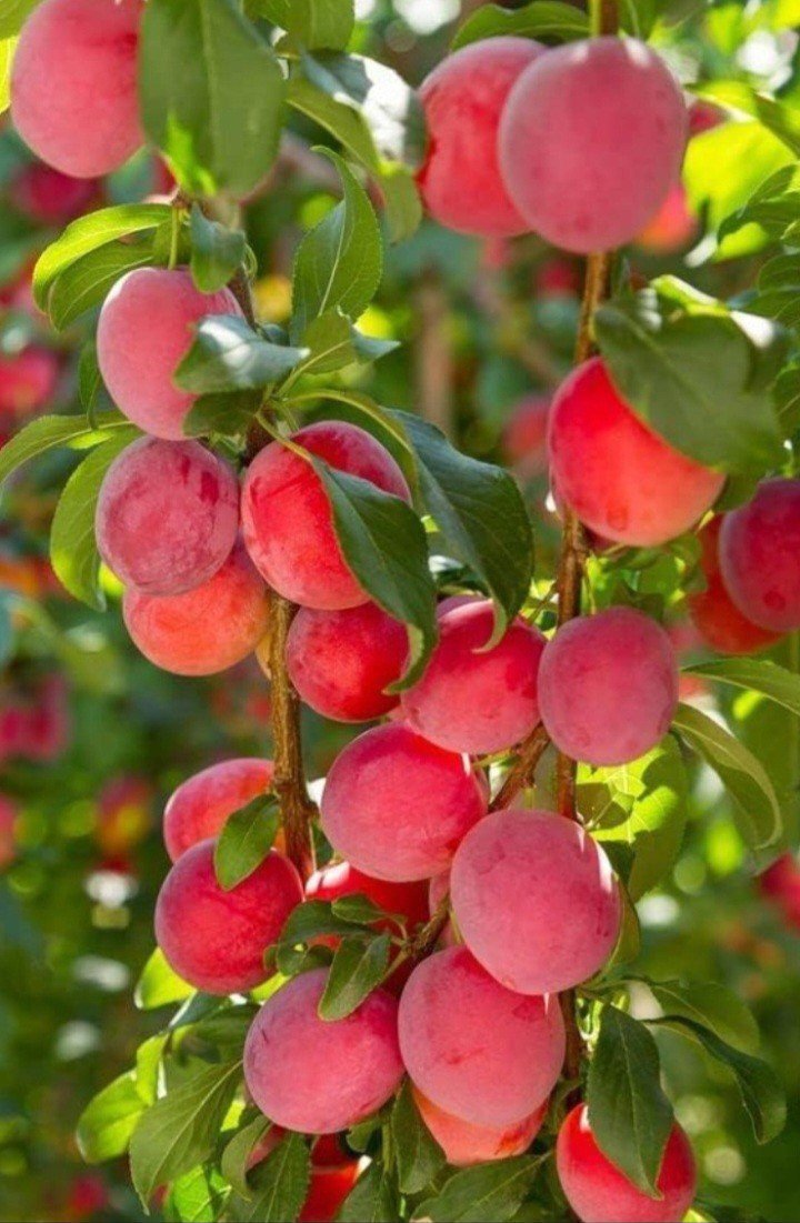 plum health benefits