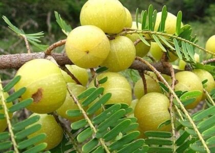 Amla health benefits