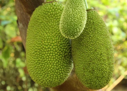 Jackfruit Health Benefits