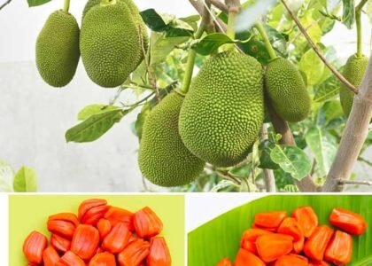 Jackfruit Health Benefits