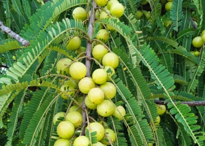 Amla health benefits